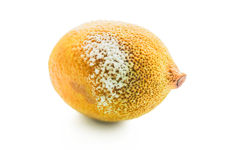 Moulded lemon isolated on a white background. rotten lemon fruit isolated on white. lemon with mold isolated on white background Stock Photo