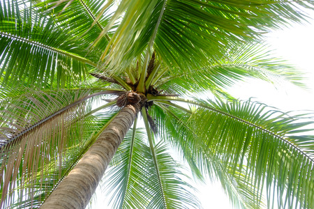 under coconut tree on the white background stock photo picture and