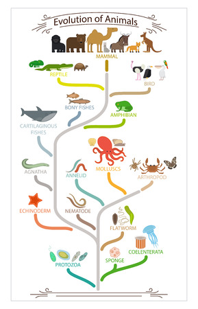 生物の進化動物方式です。学校教育ポスター。ベクトルの図。 写真素材 - 49571170