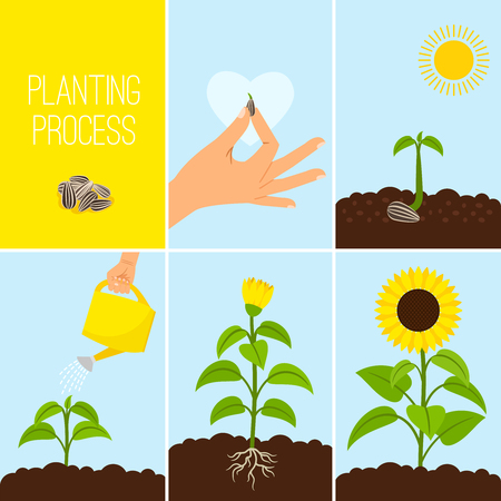 Sonnenblumenkarikatur Vektorillustration Sonnenblumensamling Mit Gelben Blumen Im Topf Lokalisiert Auf Weiss Lizenzfrei Nutzbare Vektorgrafiken Clip Arts Illustrationen Image 87383391
