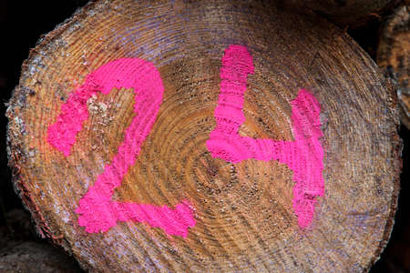 number twenty-four identical with a trunk Stock Photo - 17499323
