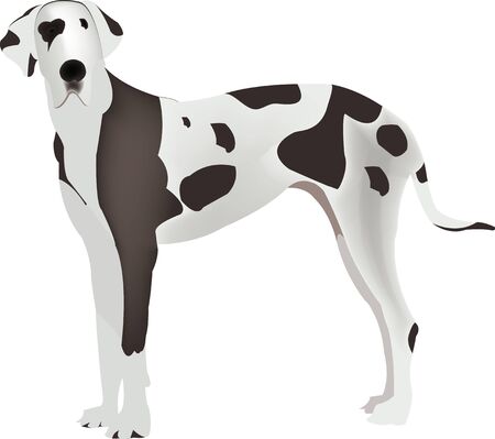 Grosse Tierrasse Inlandischen Harlekin Deutsche Dogge Lizenzfrei Nutzbare Vektorgrafiken Clip Arts Illustrationen Image 38081621