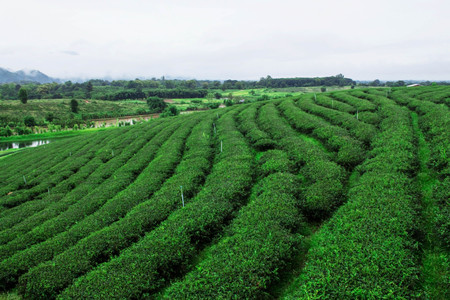 tea plantation with green nature in rainy season stock photo