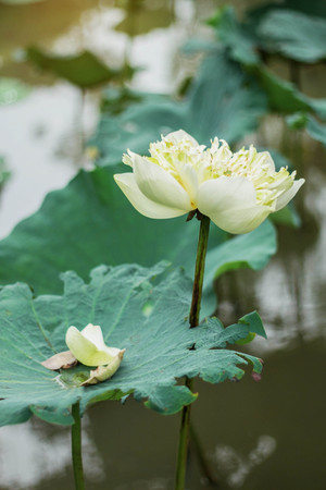 white lotus blossom with natural wilted petals stock photo picture