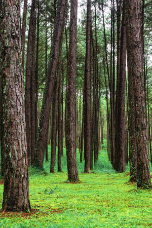 pine plantation with green nature in rainy season stock photo