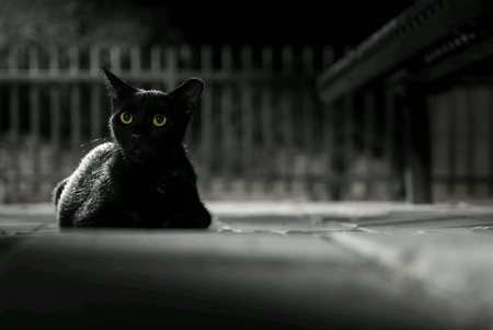 Black cat by night