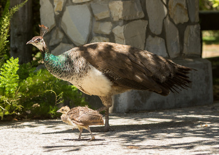 Bebe Paon Paon Femelle Pavo Cristatu Poussin Banque D Images Et Photos Libres De Droits Image