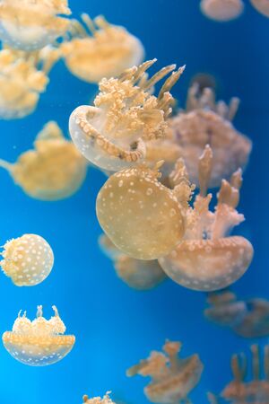 斑点を付けられたラグーン ゼリー 黄金メデューサ Mastigias パプアは インド太平洋からです このクラゲは彼らを動物プランクトンを餌に使用して 彼らの腕は いくつかの口です の写真素材 画像素材 Image 斑点を付けられたラグーン ゼリー 黄金メデューサ Mastigias パプアは インド太平洋からです このクラゲは彼らを動物プランクトンを餌に使用して 彼らの腕は いくつかの口です の写真素材 画像素材 Image