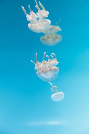 斑点を付けられたラグーン ゼリー 黄金メデューサ Mastigias パプアは インド太平洋からです このクラゲは彼らを動物プランクトンを餌に使用して 彼らの腕は いくつかの口です の写真素材 画像素材 Image 斑点を付けられたラグーン ゼリー 黄金メデューサ Mastigias パプアは インド太平洋からです このクラゲは彼らを動物プランクトンを餌に使用して 彼らの腕は いくつかの口です の写真素材 画像素材 Image