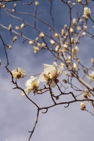 2 月に木に咲く白木蓮の花 マグノリア チガヤ ロサンゼルス カリフォルニア州 アメリカ合衆国 の写真素材 画像素材 Image 2 月に木に咲く白木蓮の花 マグノリア チガヤ ロサンゼルス カリフォルニア州 アメリカ合衆国 の写真素材 画像素材 Image