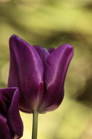 dark purple tulips in a botanical flower garden in spring stock