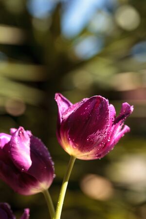 dark purple tulips in a botanical flower garden in spring stock