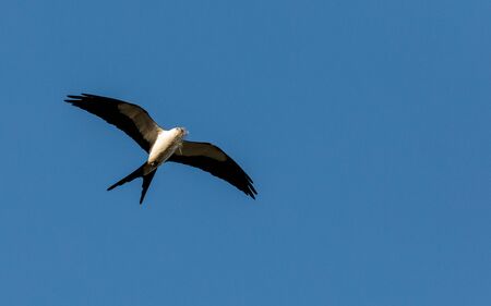kite in spanish