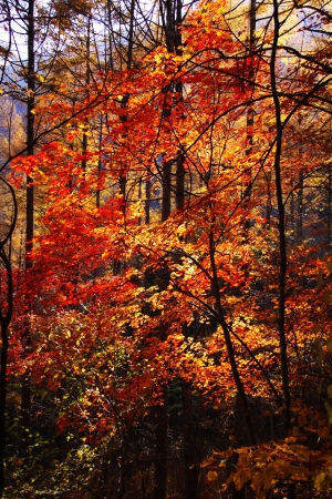 西沢渓谷日本を紅葉します の写真素材 画像素材 Image