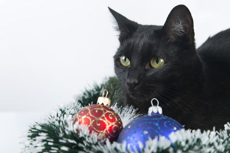 beautiful black cat lies on the christmas ornaments decorations stock photo 69240041 - Black Cat Christmas Ornament beautiful black cat lies on the christmas ornaments decorations stock photo 69240041 - Black Cat Christmas Ornament