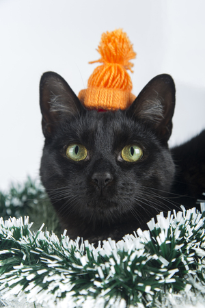 beautiful black cat lies on the christmas ornaments decorations stock photo 69240039 - Black Cat Christmas Ornament beautiful black cat lies on the christmas ornaments decorations stock photo 69240039 - Black Cat Christmas Ornament