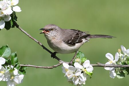 Northern Mockingbird Mimus Polyglottos In An Apple Tree With Flowers
