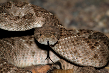 rattlesnake strike pose