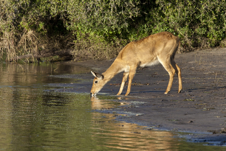 A female Puku (Kobus vardonii) drinking from the Chobe River in the late afternoon sunshine. Chobe National Park in northern Botswana.
