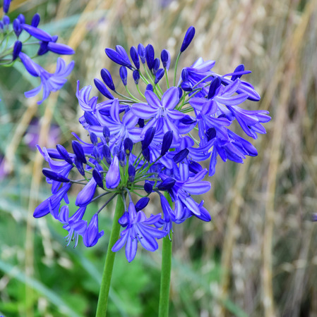 Agapanthus This は 美しい夏の花 活気のある カラフルな庭 または家の中で切り花として大きな衝撃を与える の写真素材 画像素材 Image