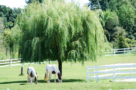 Horses by weeping willow tree