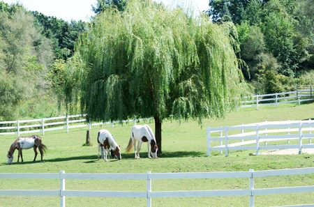 Horses by weeping willow tree