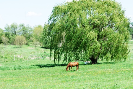 Horse grazing by weeping willow tree