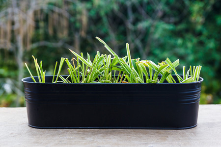 レモングラスの花 の写真素材 画像素材 Image レモングラスの花 の写真素材 画像素材 Image