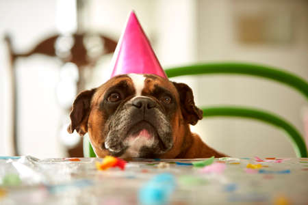 Funny pet french bulldog sitting at table at home wearing party hat
