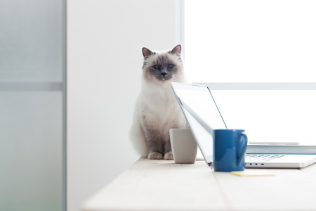 デスクトップの上に横たわると 前足を舐めている素敵な猫ペット自宅コンセプト の写真素材 画像素材 Image デスクトップの上に横たわると 前足を舐めている素敵な猫ペット自宅コンセプト の写真素材 画像素材 Image