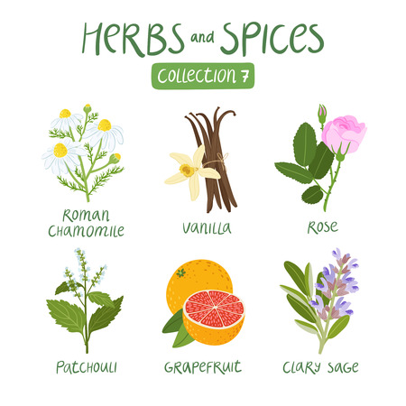 Herbs and spices collection 7. For essential oils, ayurvedic medicine Иллюстрация