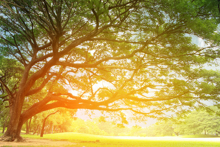 Big tree with branches with burst light