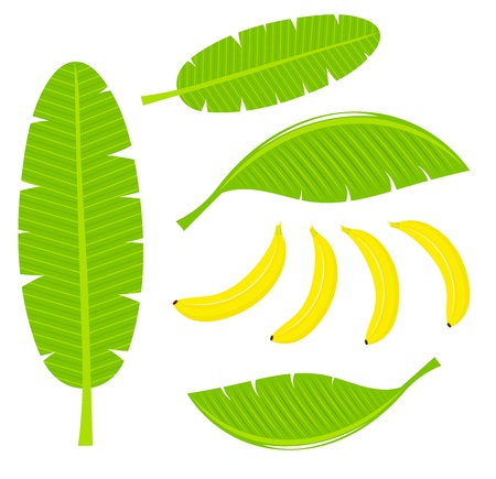banana: Chuối lá và quả minh họa Hình minh hoạ