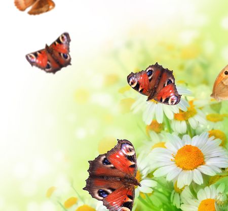 Butterflies on a flowers Фото со стока