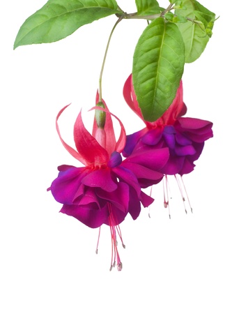 Fuchsia flowers over white Фото со стока