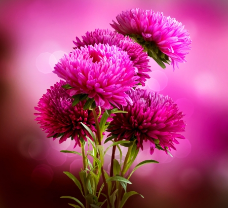 Aster Flowers Bouquet Art Design