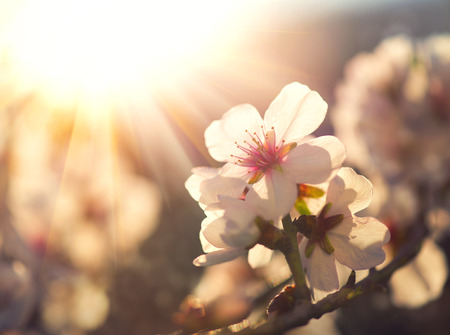 Spring blossom background. Nature scene with blooming tree