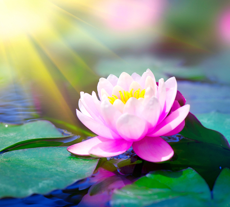 Water lily closeup in a pond. Lotus flower - 49295227