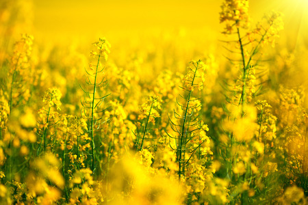 Rapeseed field. Blooming canola flowers closeup