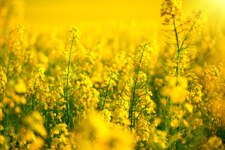 Rapeseed field. Blooming canola flowers closeup - 53680012