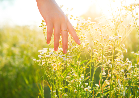 Woman hand running through meadow field with wilde flowers - 60087143