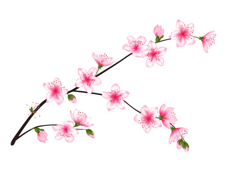 51 428 梅 のイラスト素材 ベクター 123rf