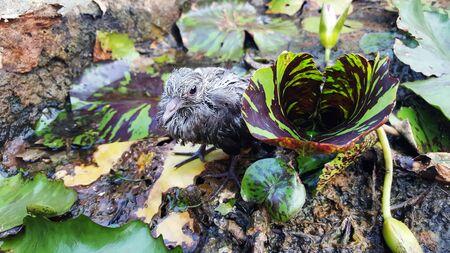 地面に病気雀 の写真素材 画像素材 Image 地面に病気雀 の写真素材 画像素材 Image