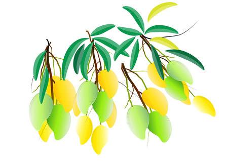 マンゴー果実 ベクトル図でのマンゴーの木 のイラスト素材 ベクタ Image マンゴー果実 ベクトル図でのマンゴーの木 のイラスト素材 ベクタ Image