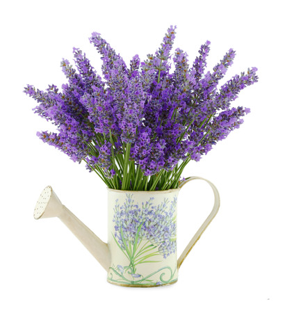 Watering can with lavender on white background.