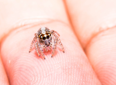 赤ちゃんクモの手に の写真素材 画像素材 Image 赤ちゃんクモの手に の写真素材 画像素材 Image