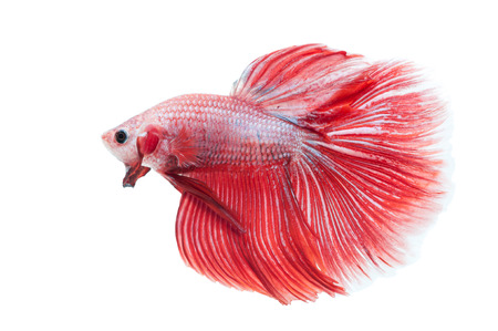 青いベタの魚 戦闘機魚 白い背景で の写真素材 画像素材 Image 青いベタの魚 戦闘機魚 白い背景で の写真素材 画像素材 Image