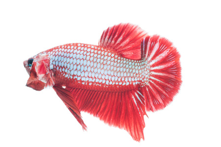 青いベタの魚 戦闘機魚 白い背景で の写真素材 画像素材 Image 青いベタの魚 戦闘機魚 白い背景で の写真素材 画像素材 Image