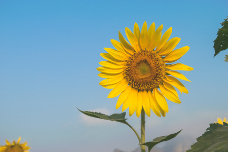 Sun flower: sun flower and blue sky