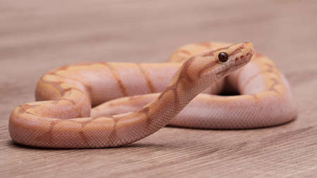 茶色の木色のボールパイソン。ボールパイソン（python Regius）は